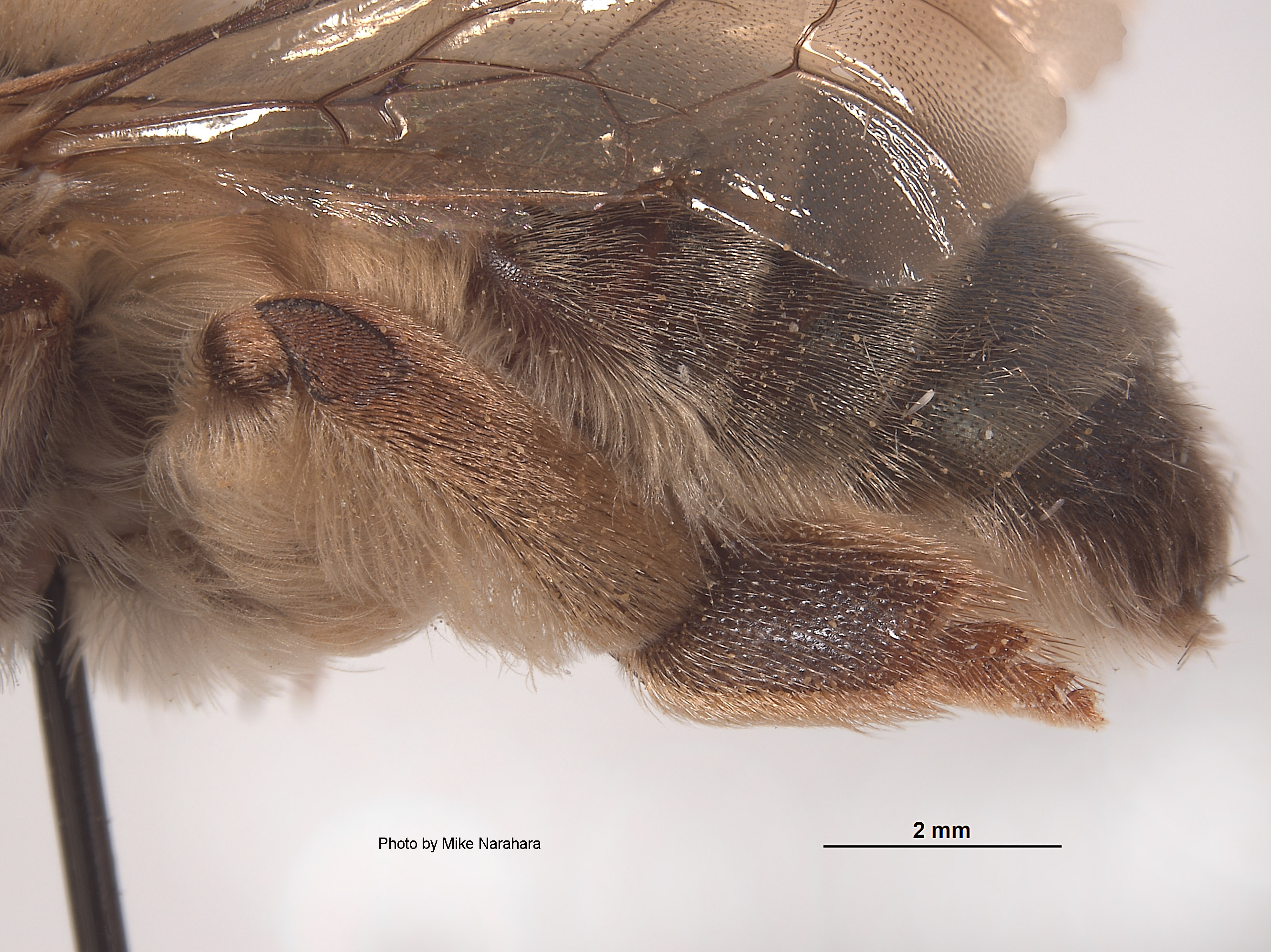 Ptiloglossa jonesi image